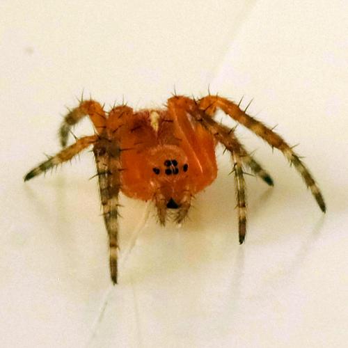 Araneus diadematus